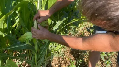 Lozère : les agriculteurs privés d'irrigation craignent pour leurs récoltes