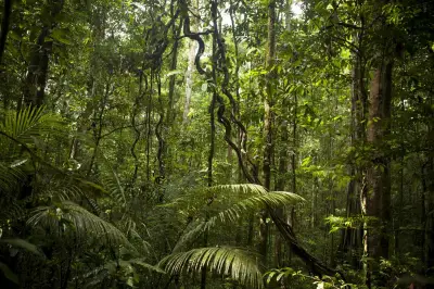Lula et le paradoxe amazonien entre déforestation et pétrole