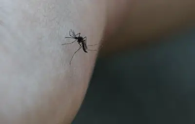 Macédoine du Nord : cinq morts du virus du Nil occidental