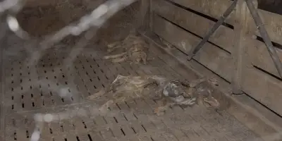 Maltraitance porcine : enquête ouverte après la plainte de L214