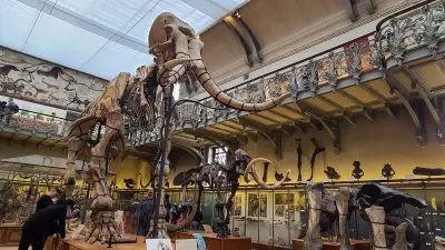 Mammouth de Durfort : découverte et histoire d'un géant préhistorique