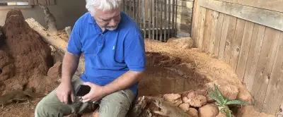 Mangoustes jaunes : la Ferme aux crocodiles de Pierrelatte se diversifie