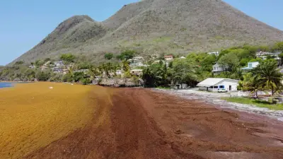 Martinique : une sécheresse exceptionnelle frappe l'agriculture