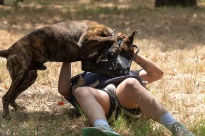 Maîtres-chiens du 54e RA de Hyères, un métier de l'ombre