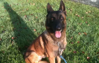 Metz : neuf coups de couteau à un chien, neuf mois avec sursis