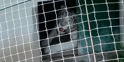 Mexique : 135 animaux sauvages saisis chez des trafiquants