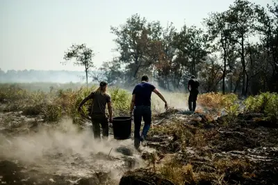 Mégafeu en Gironde : 5 millions de tonnes de pins à abattre