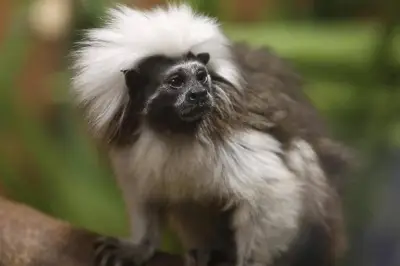 Monaco : Mandarine, femelle tamarin pinché, figure du Jardin Rainier III, s'est éteinte