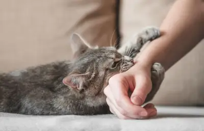 Morsures de chat : comprendre les signaux avant l'attaque