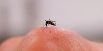 Moustique tigre : bientôt presque toute la France touchée