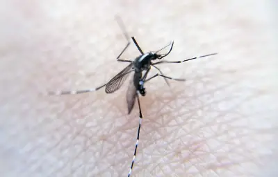 Moustiques en Essonne : l'exaspération monte à Savigny-sur-Orge