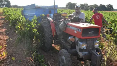 Muscat de Lunel : des vendanges de plus en plus précoces