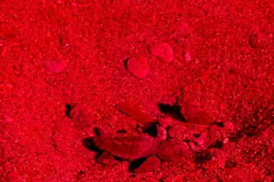 Naissance de vingt bébés tortues caouannes à Agay, dans le Var