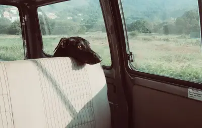 Nice interdit de laisser un animal seul en voiture par forte chaleur