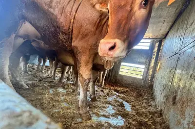 Nice : un élu demande des arrêts obligatoires pour les animaux d'abattoir