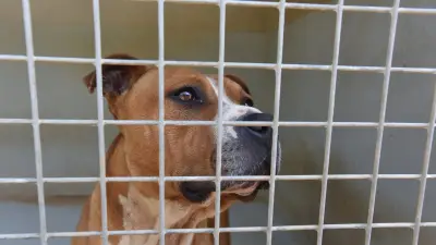 Nîmes : chien et chat maltraités retrouvés dans un appartement insalubre