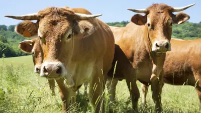 Nouveau virus bovin transmis par des moucherons : ce qu'il faut savoir