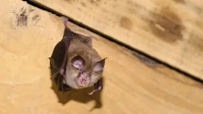 Nuit de la chauve-souris à Banassac : soirée gratuite le 4 septembre