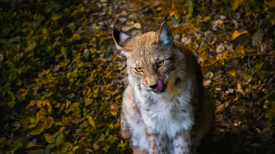 Panneau attention lynx : déploiement dans le Haut-Jura