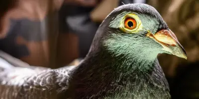 Pigeon voyageur 737, dernier soldat à plumes d'Europe, reprend du service