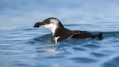 Pingouins sur le littoral montpelliérain : le naturaliste Thomas Roger lève le voile
