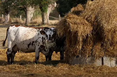 Plan agriculture : Genevard veut relancer production et soutien