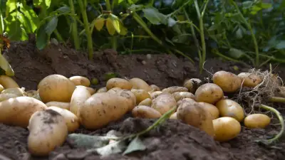 Pommes de terre : récolte en chute de 23 %, les producteurs demandent de l'aide