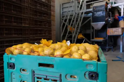 Pommes de terre : récolte en chute de 23 %, pertes estimées à 400 M€
