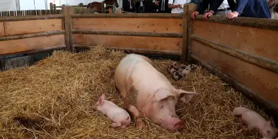 Présidentielle 2027 : la Foire de Châlons, nouveau rendez-vous des candidats