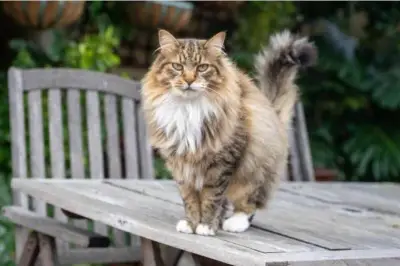Pétition « Justice pour Myrtille » après la mort d'un chat à Six-Fours