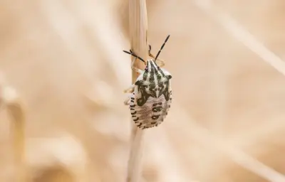 Punaises des champs : un gîte breton contraint d'annuler des réservations