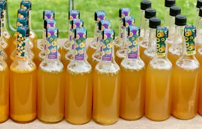 Rappel du kombucha Sencha de Datxa pour risque de surpression
