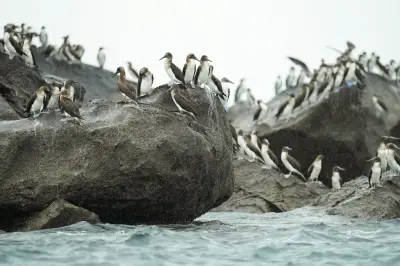 Record historique : océans à 21,1°C en moyenne