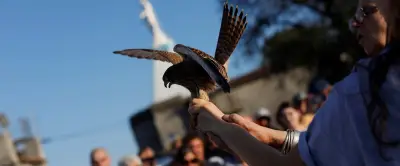 Relâcher d'oiseaux à Alès : le rendez-vous de l'Ermitage