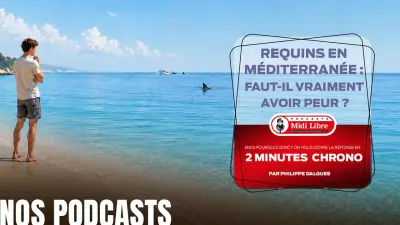 Requins en Méditerranée : faut-il vraiment en avoir peur ?