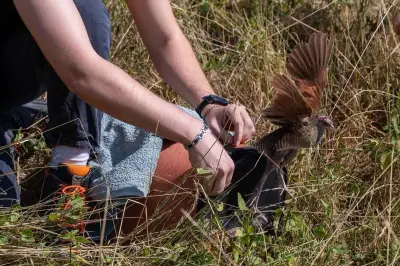 Râle des genêts sauvé près de Cannes relâché à Valberg