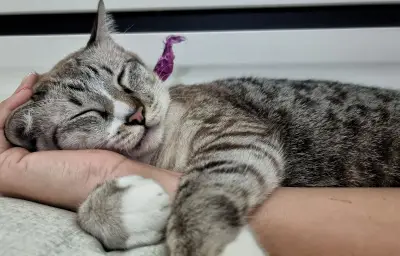 Ronronnement du chat : un signe de bien-être ? Pas si simple