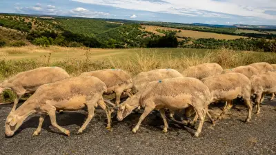 Roquefort : les éleveurs refusent la baisse du prix du lait
