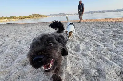 Saint-Tropez : les chiens autorisés sur les plages jusqu'au 15 septembre