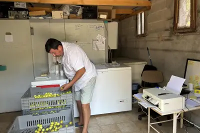 Salernes : la collecte des figues blanches bat son plein