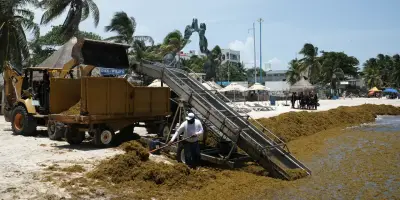 Sargasses au Mexique : les plages touristiques touchées