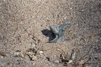 Sauvetage de 140 bébés tortues caouannes à Agay après les orages