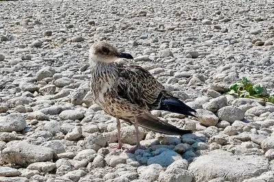 Sauvetage d'un goéland blessé à Antibes : Océane Crisano raconte