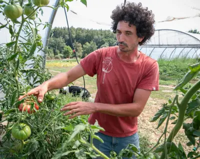 Sécheresse en Bretagne : les maraîchers à 100 % de pertes