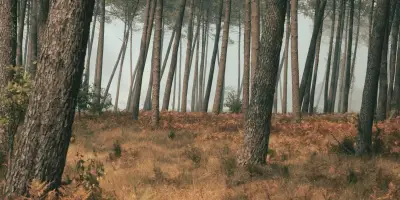 Sécheresse et canicule : des effets durables sur la forêt française