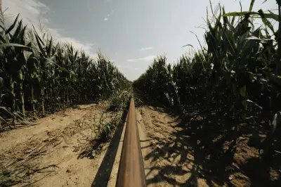 Sécheresse historique : l'agriculture française en crise