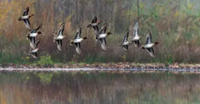 Sécheresse : la LPO demande le report de la chasse aux oiseaux d'eau