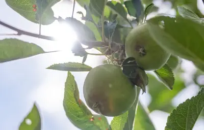 Sécheresse : la récolte de pommes française en baisse de 20 %