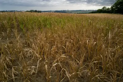 Sécheresse : l'agroécologie pour réduire les besoins en eau