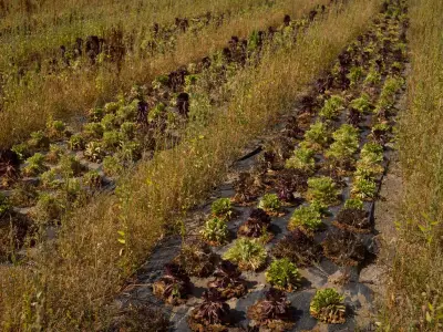 Sécheresse : les agriculteurs face à des extrêmes